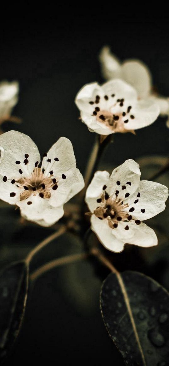 flowers, blooms, leaves, dry, white