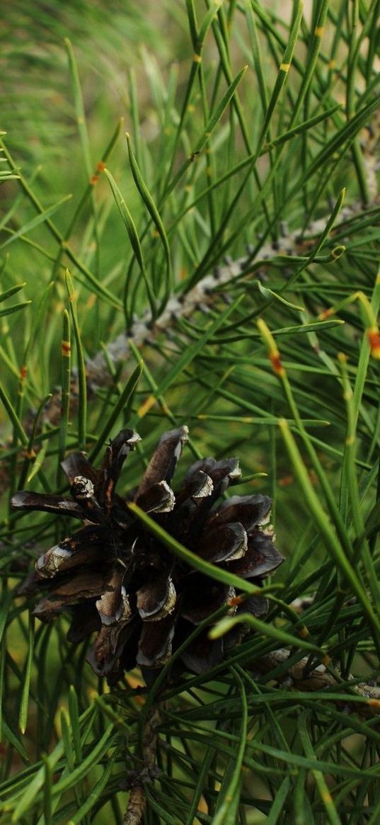 twigs, pine cone, green, spruce