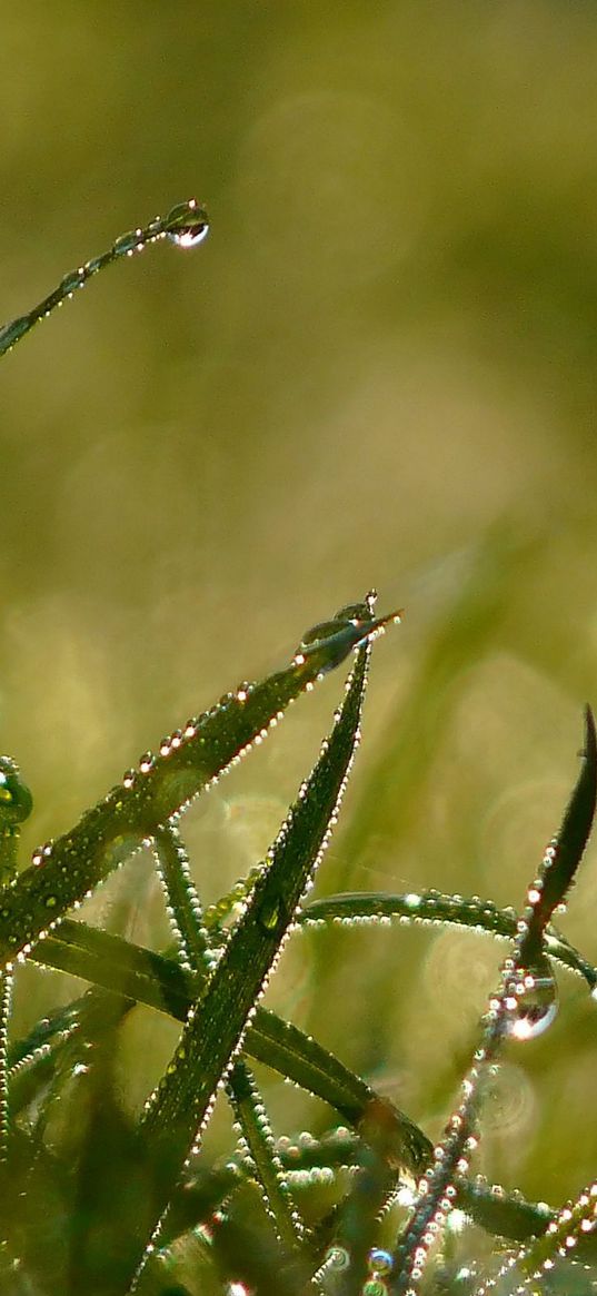 drops, morning, dew, summer, grass, light