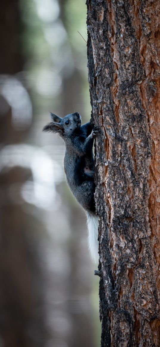 kaibab squirrel, squirrel, rodent, furry