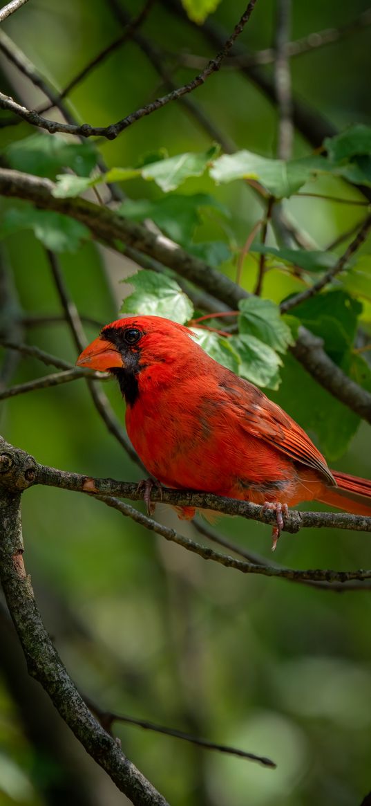 red cardinal, bird, bright, branch, leaves