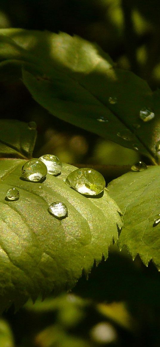 leaves, roses, drops, dew, light