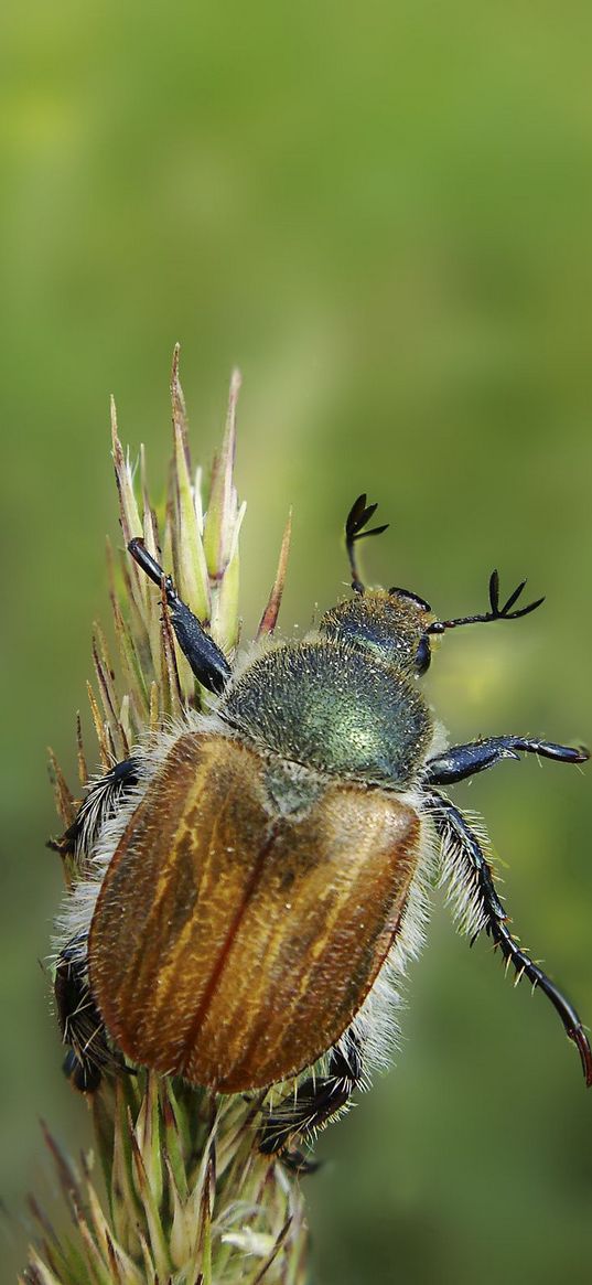 minimalism, grass, summer, beetle, green