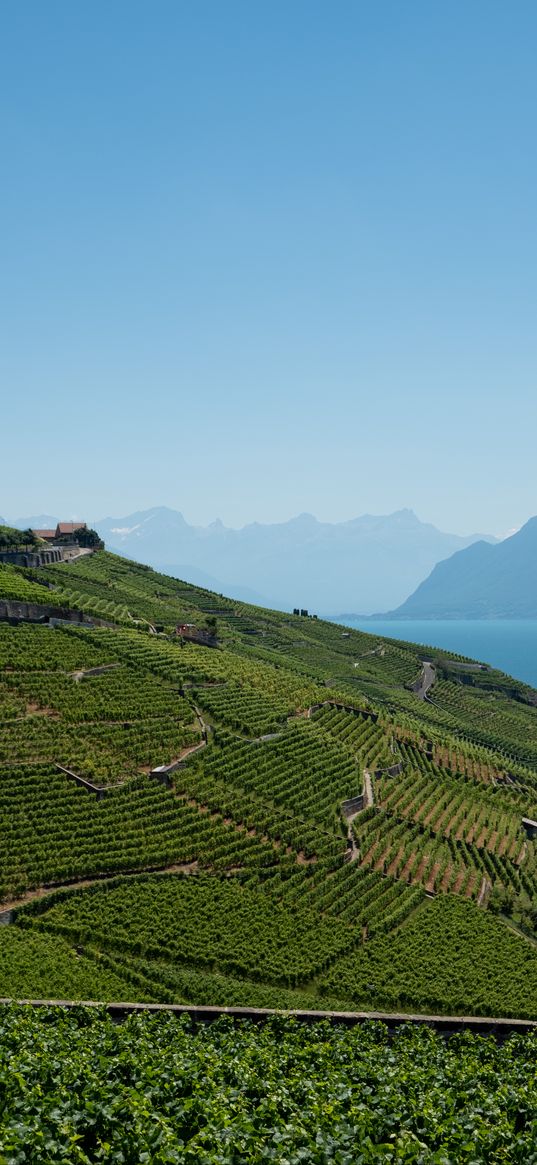 field, plantation, mountains, sea