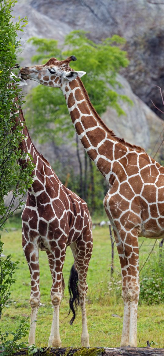 giraffes, animal, neck, bushes