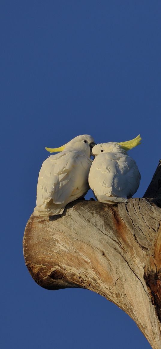 cockatoo, parrots, love, birds, tree