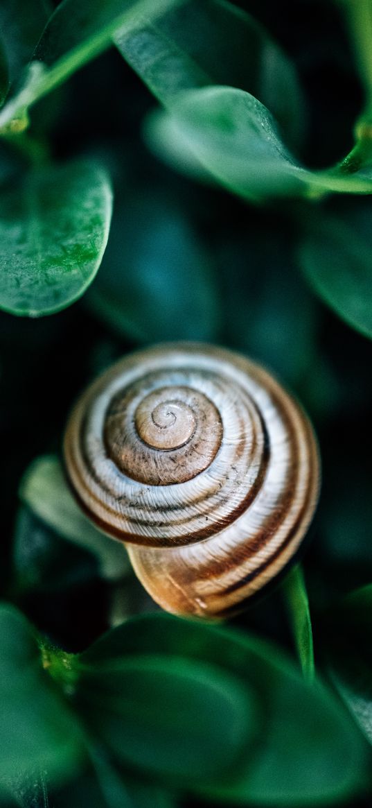 snail, leaves, macro