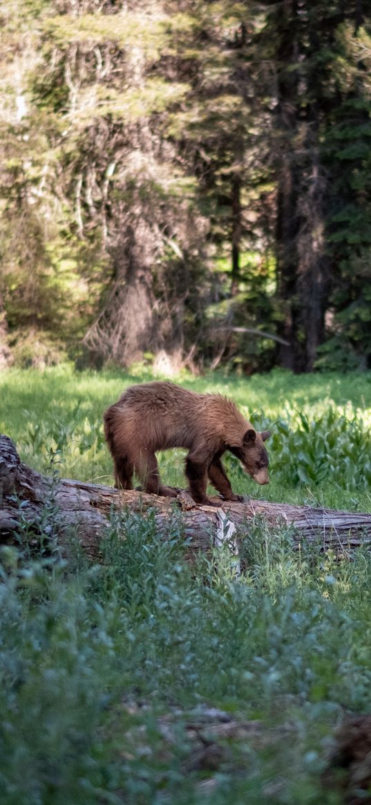 brown bear, bear, predator, forest