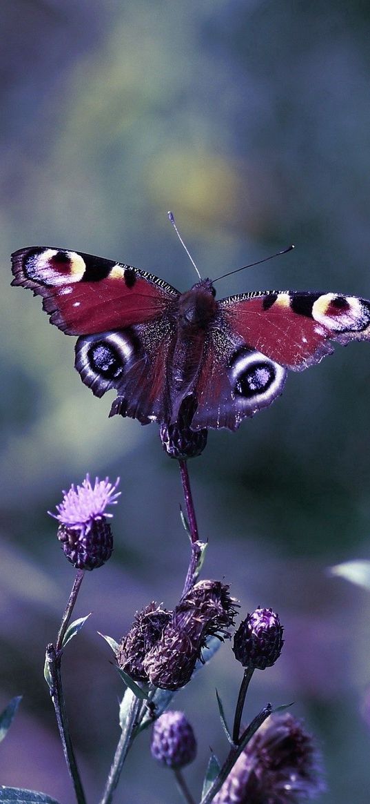 butterfly, leaves, light, glare, grass