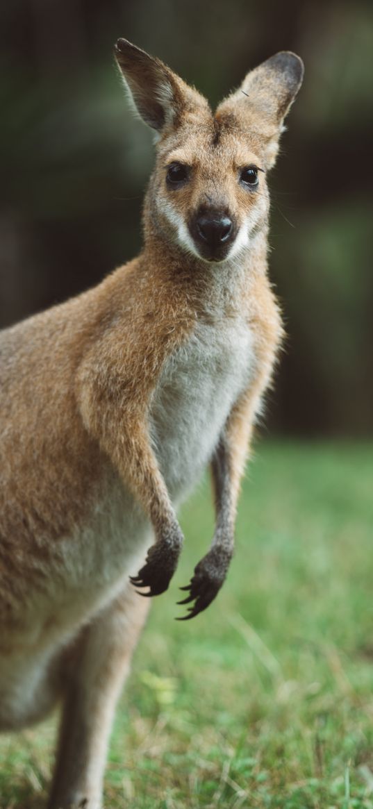 kangaroo, animal, glance