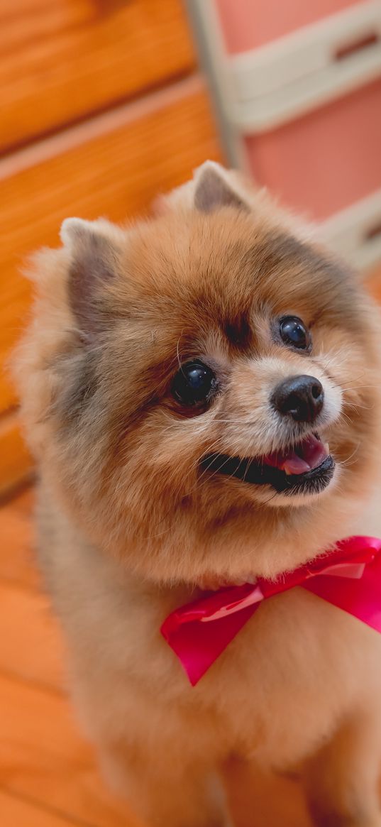 spitz, dog, protruding tongue, bow