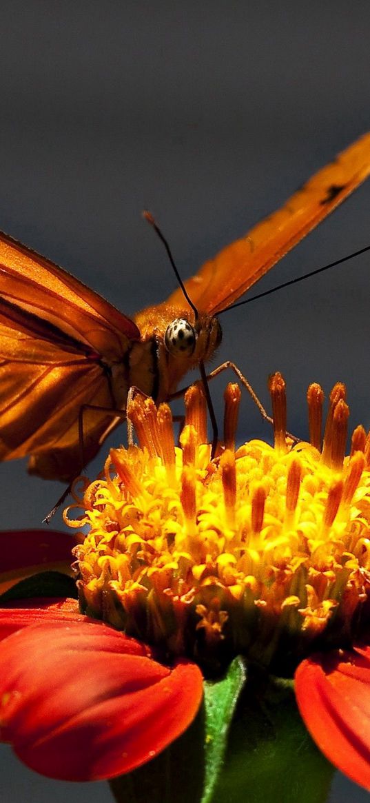 butterfly, flying, wings, light