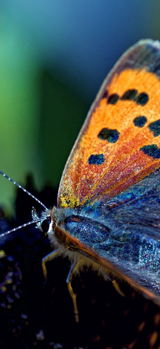 butterfly, spotted, wings, antennae