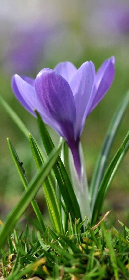 snowdrops, flowers, meadow, grass