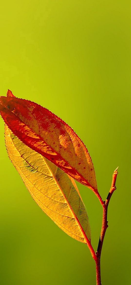 leaves, reflections, autumn, dry