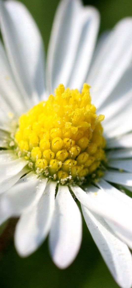 daisy, petals, light, grass, flowers