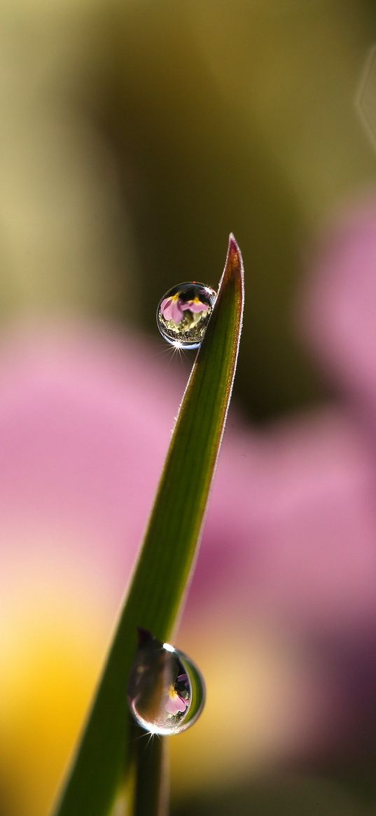 drops, water, grass, macro, focus