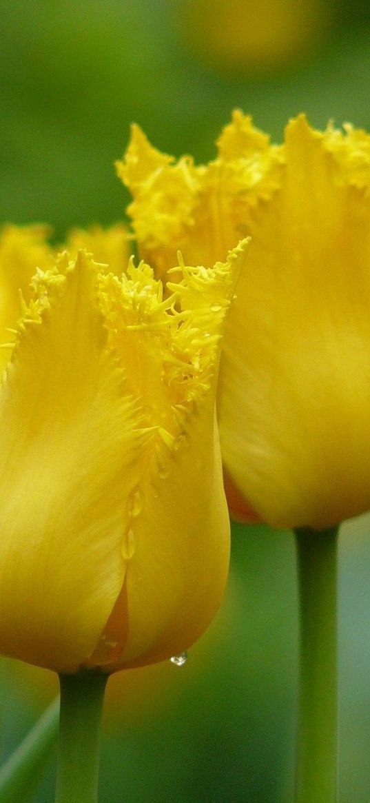 tulips, yellow, drop, leaves, petals