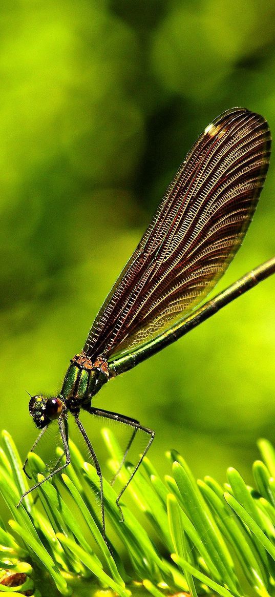 dragonfly, insect, grass, wings, flight