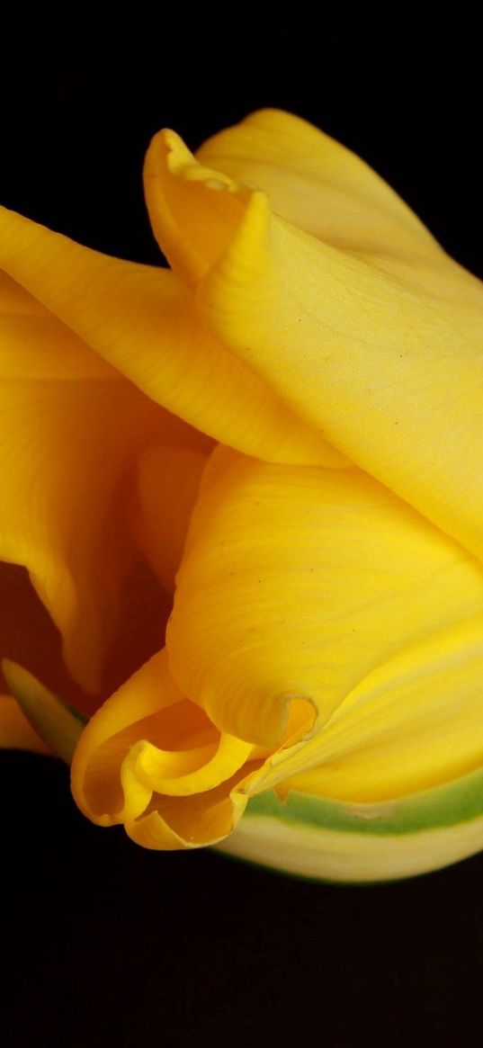 tulip, yellow, shadow, background