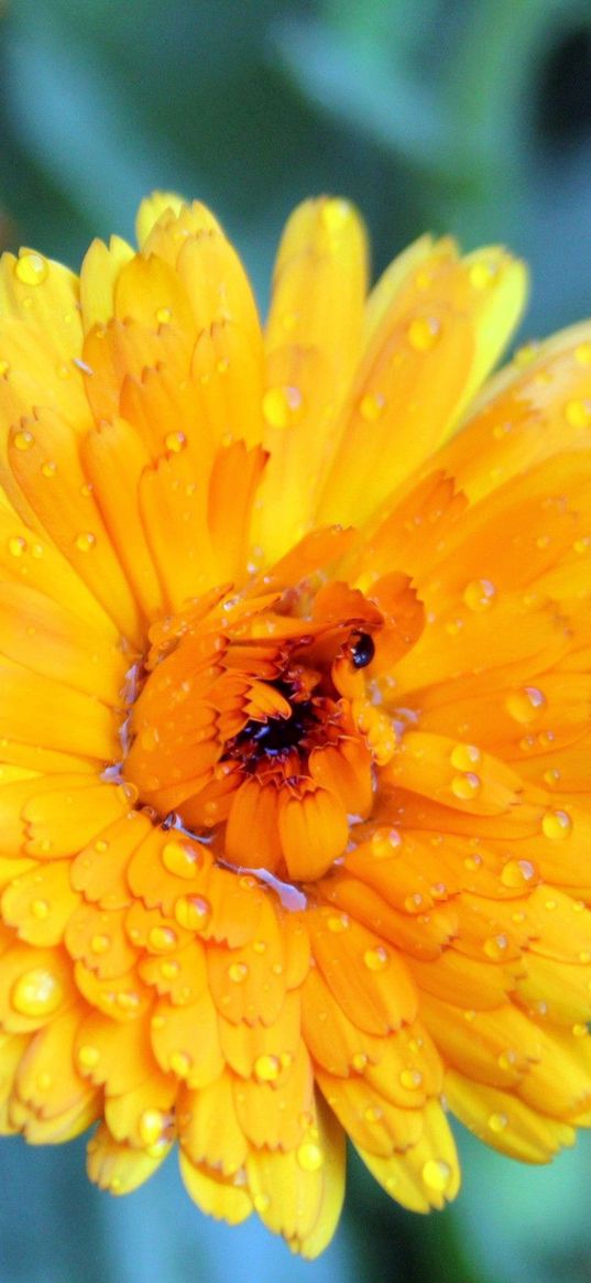 flower, wet, grass, petals