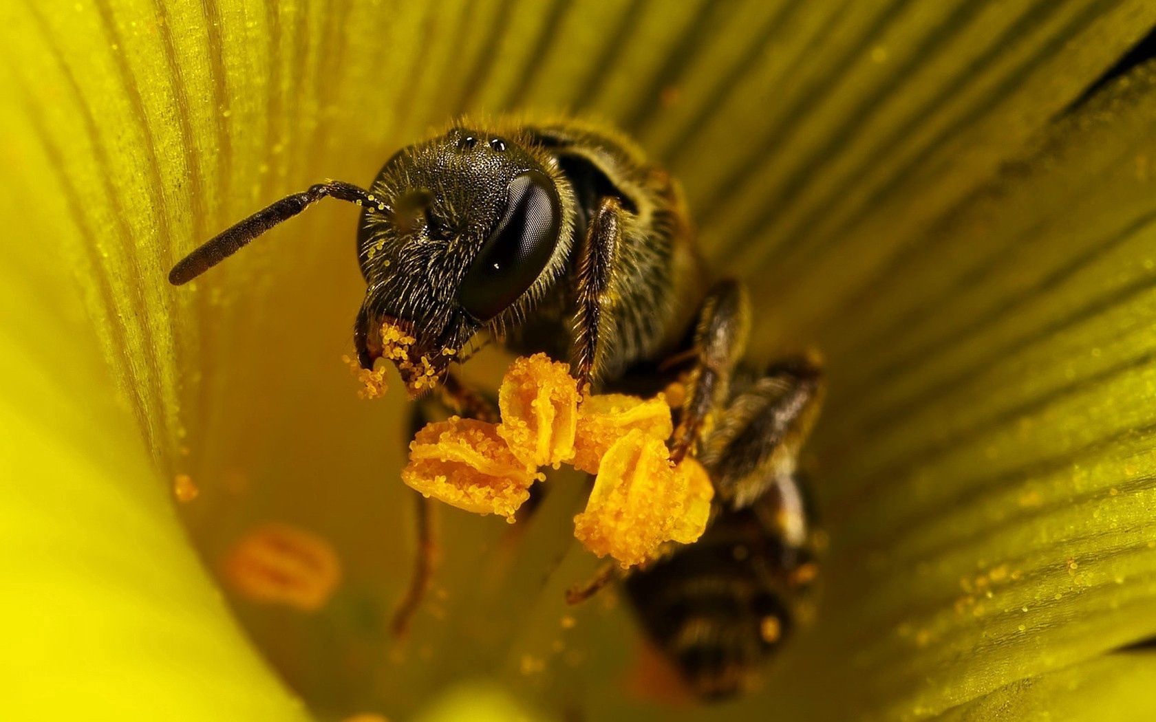 bee, flower, pollination, insect