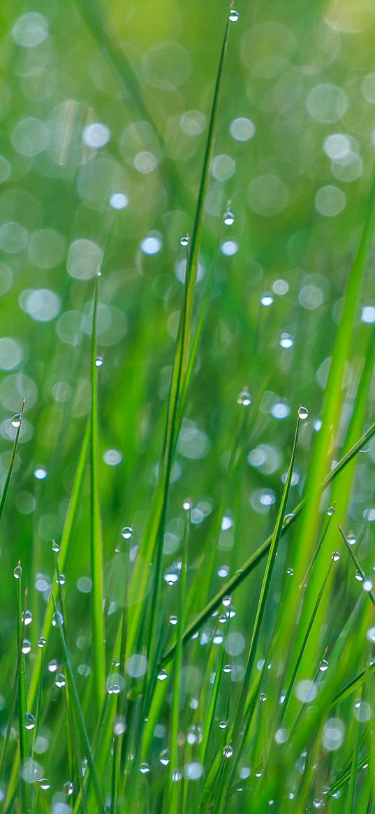 grass, dew, drops, wet, green