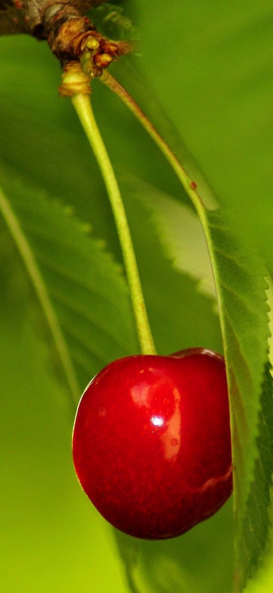 berry, cherry, twig, leaves