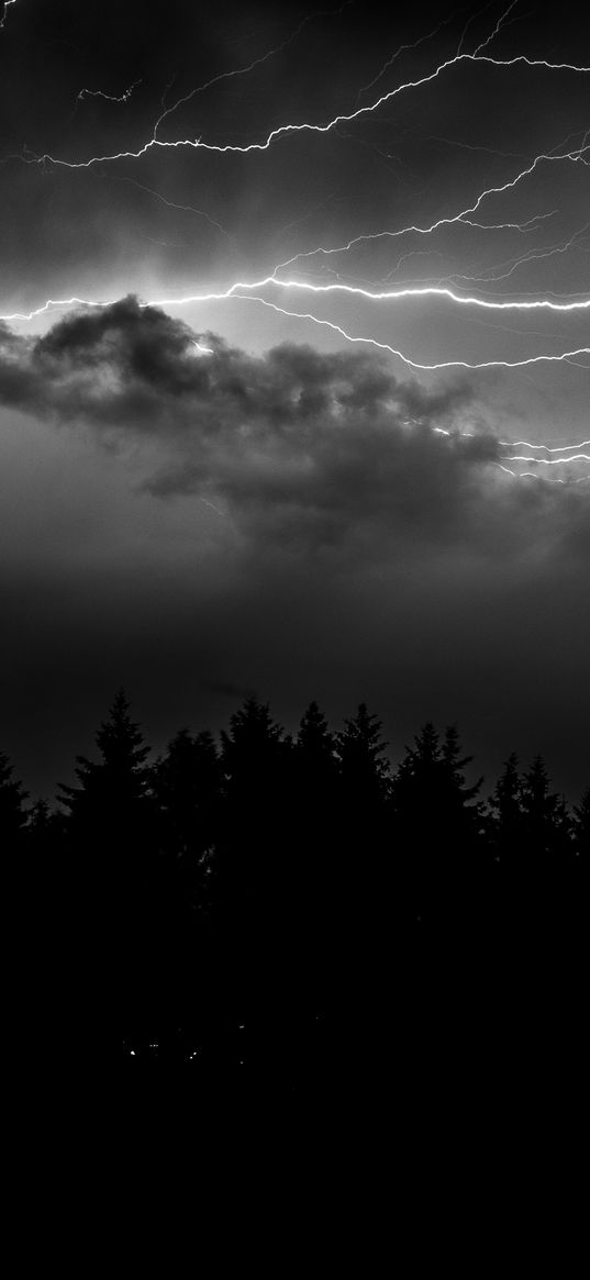 lightning, forest, spruce, bw