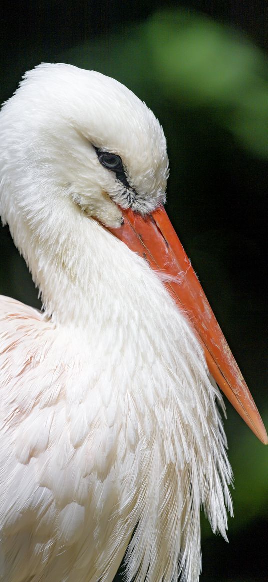 stork, bird, beak, feathers