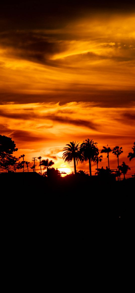 palm, sunset, silhouette, sun, black