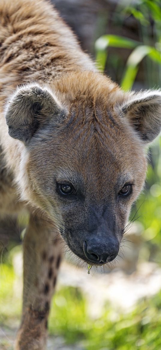 hyena, predator, animal, glance