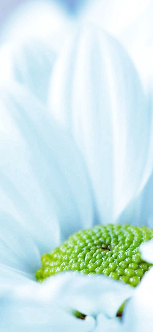 flower, daisy, pale, petals, close-up