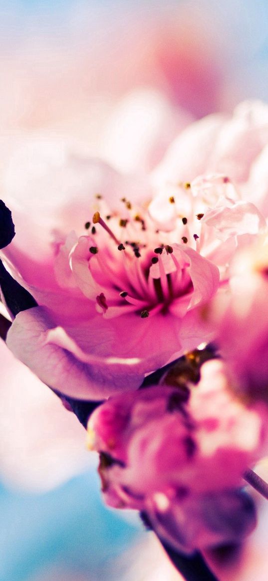 flowers, blooming, spring, sky, reflections