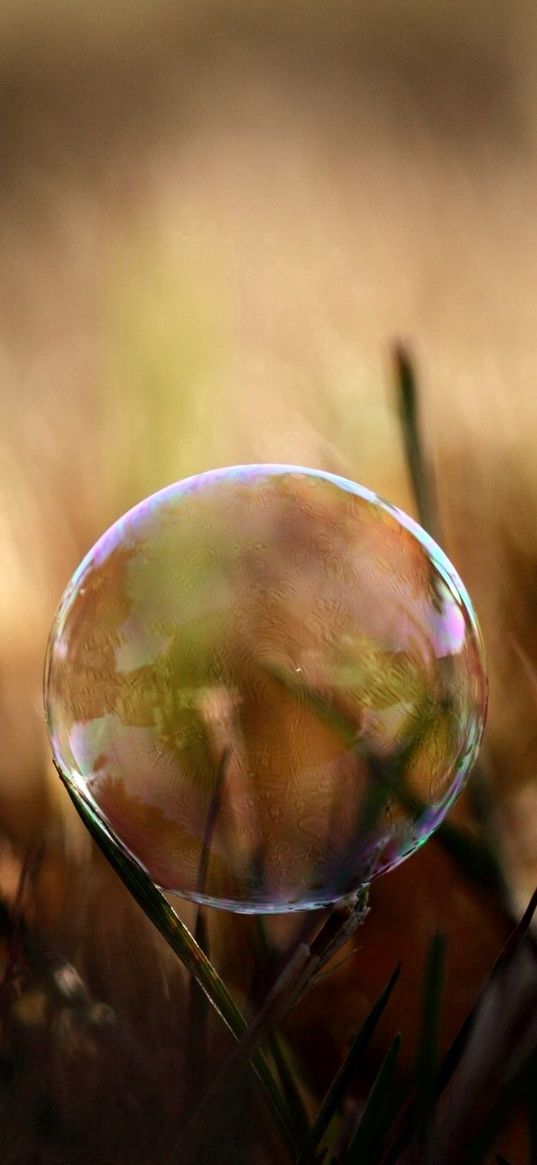 bubble, moisture, grass, reflections