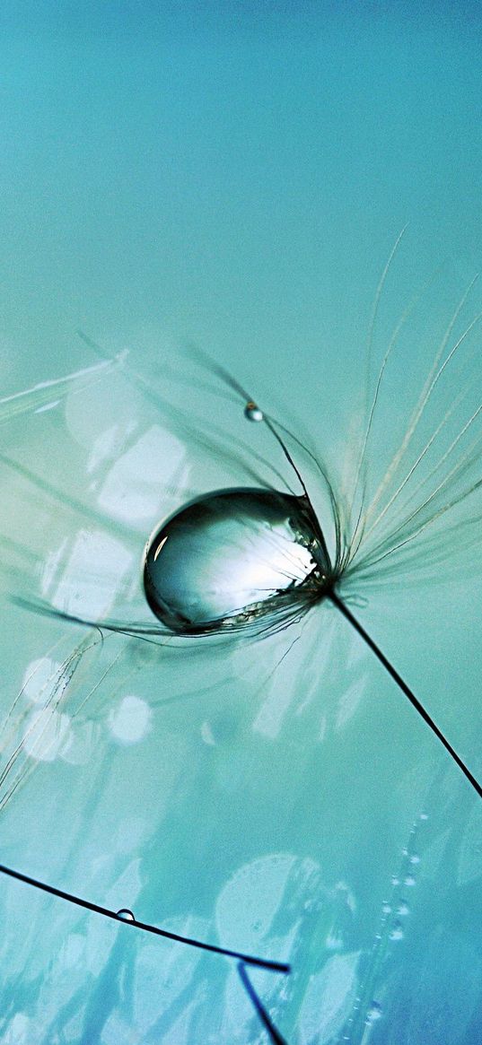 dandelion, seeds, light, sky, drops