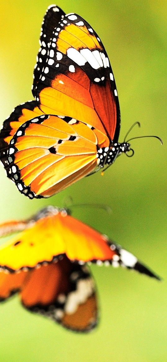 butterfly, flower, surface, flight