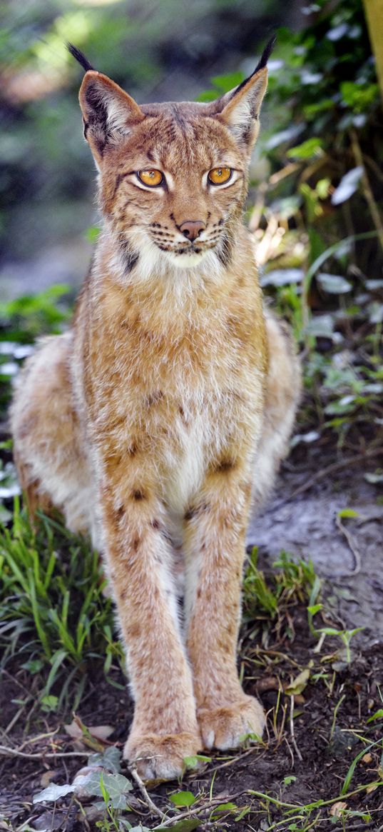 lynx, big cat, animal, sight, grass