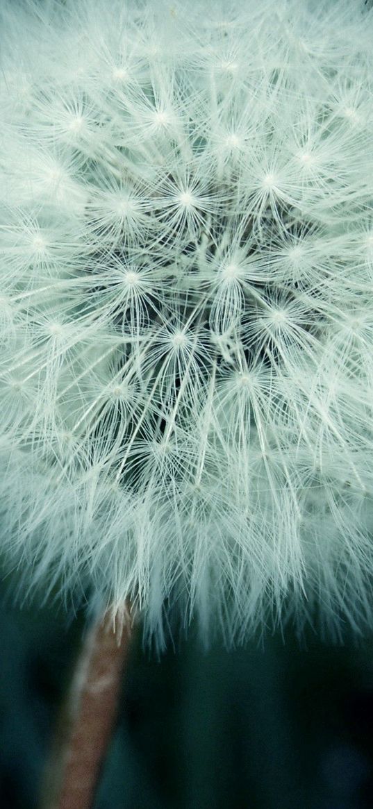 dandelion, shadow, down