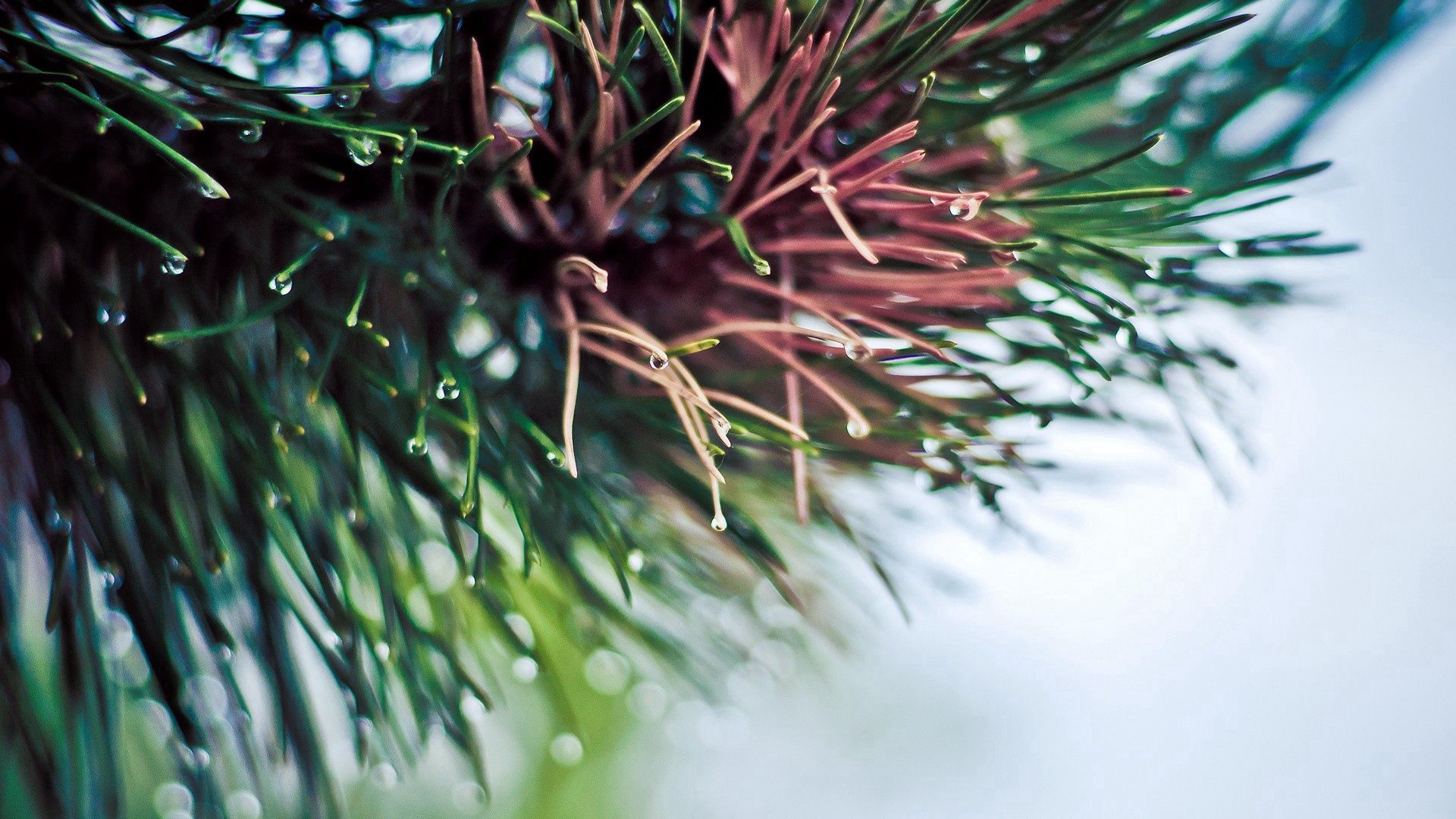 branch, light, spruce