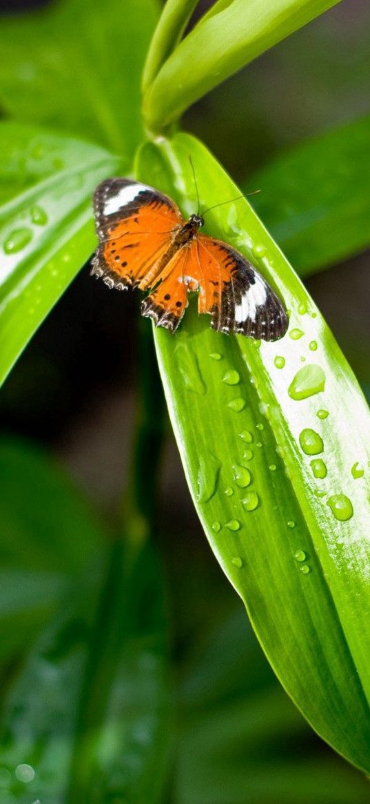 grass, butterfly, drops, dew