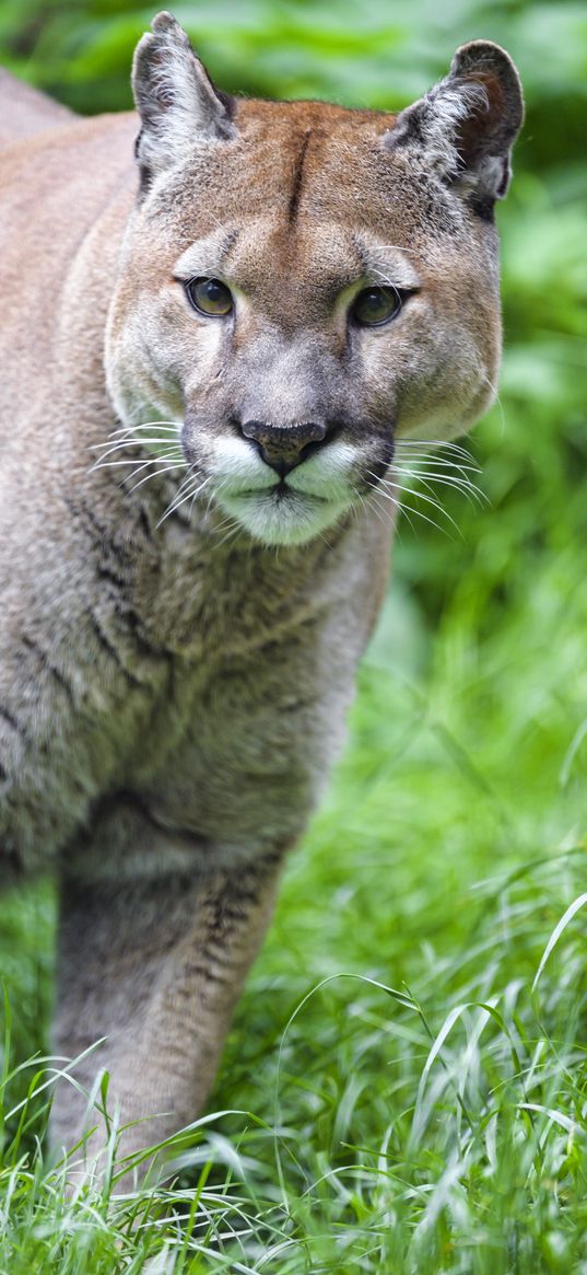 puma, predator, big cat, grass