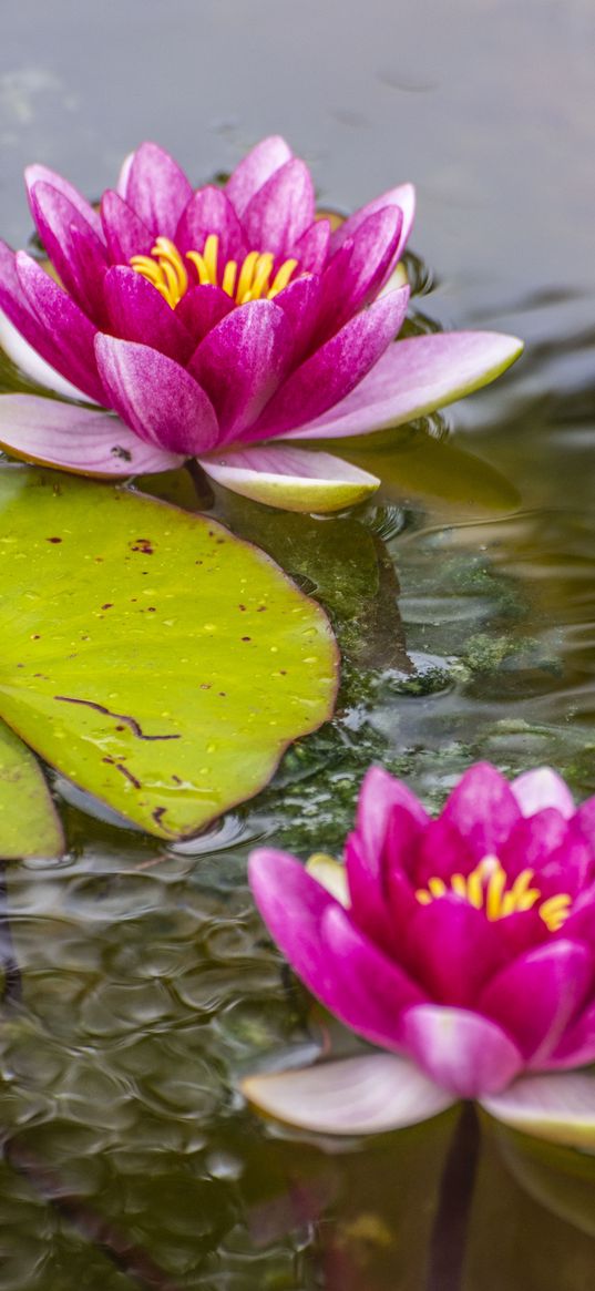 lotus, petals, flower, pond