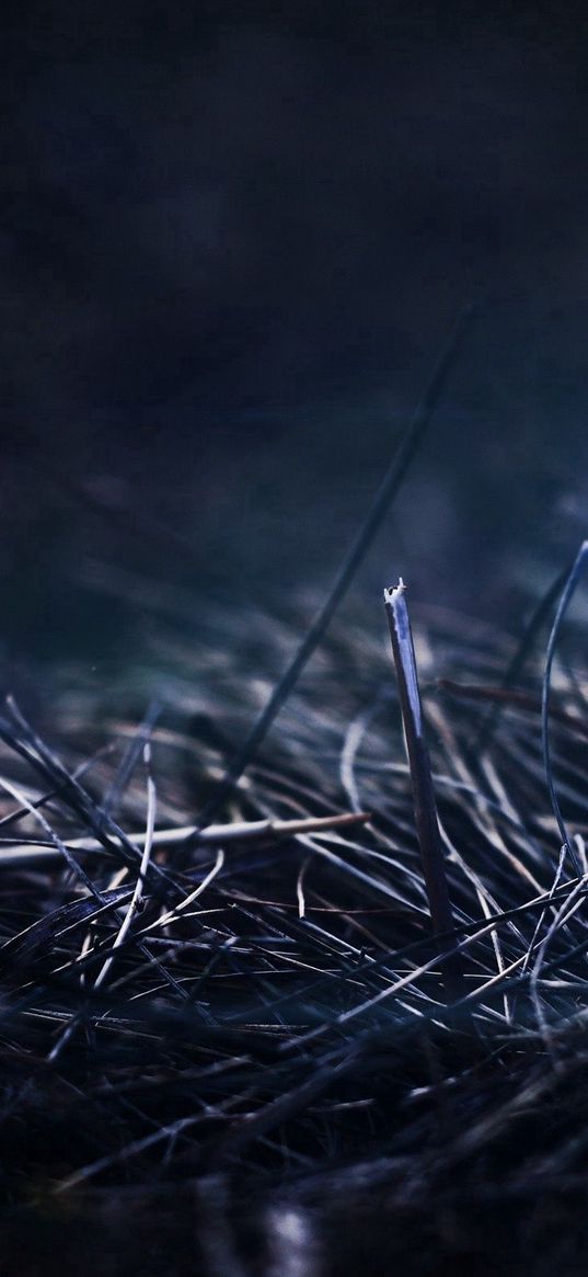 grass, dry, sticks, night, shadow