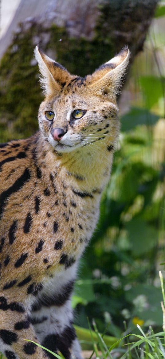 serval, wild cat, cat, spots, predator