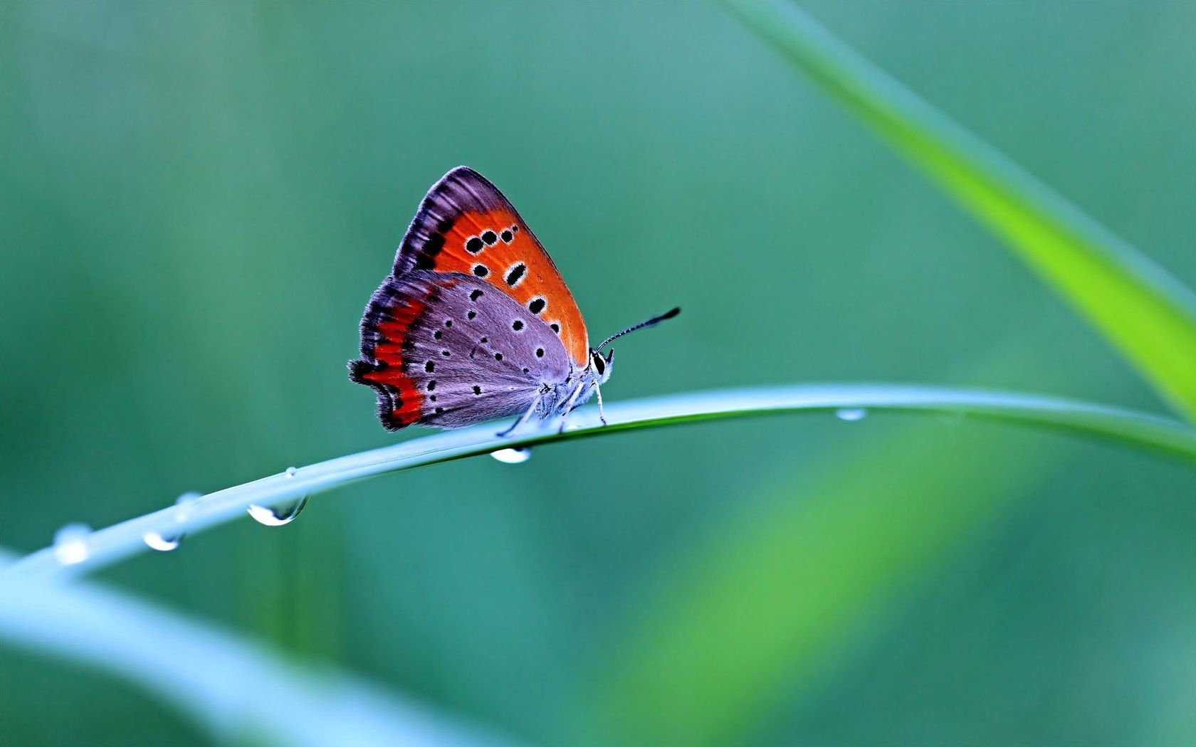 butterfly, grass, wings, beautiful