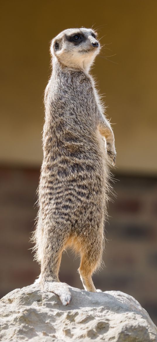 meerkat, animal, glance, funny