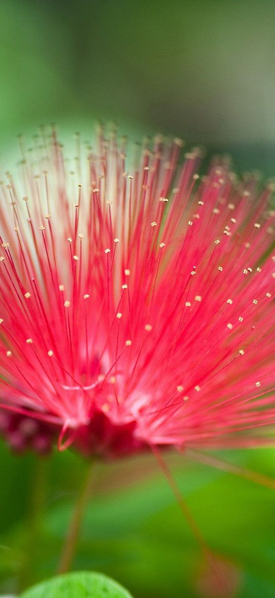 flower, beautiful grass, unusual