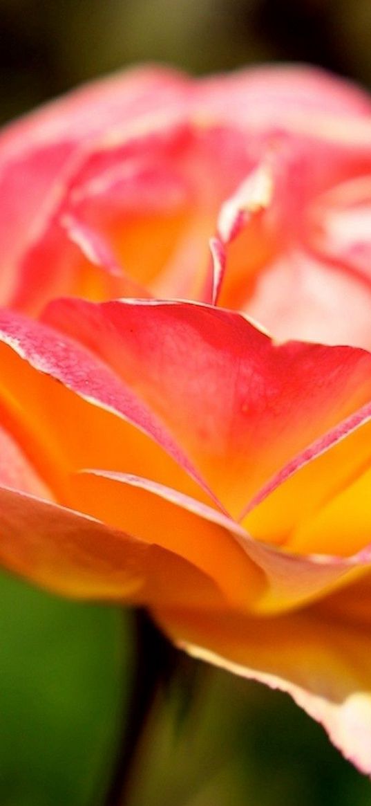 flower, rose, bud, petals, colorful