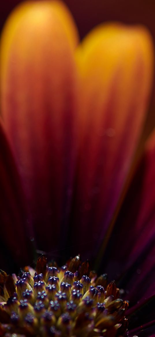 flower, macro, petals, focus